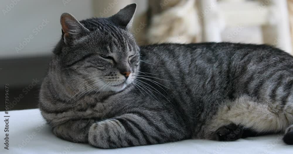 typical brindle cat relaxed on his kennel typical brindle cat relaxed on his kennel