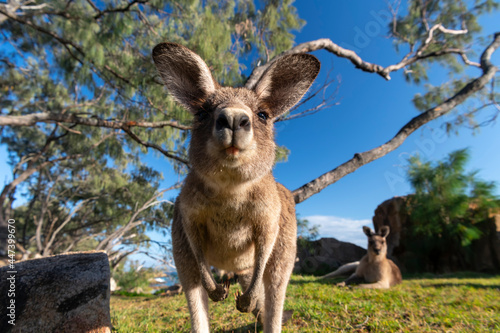 Friendly kangaroo on the beach, Australia © Gary