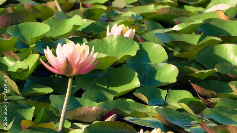 Close-up of verdant lotus leaves and lotus bud in the pond Close-up of verdant lotus leaves and lotus bud in the pond