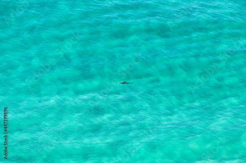Shark swimming in the crystal-clear water, Byron Bay Australia