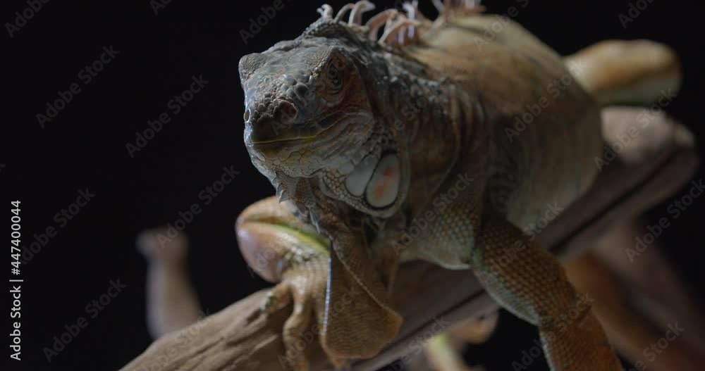 Huge iguana is sitting on a tree branch and looking at the camera, studio, 4k Huge iguana is sitting on a tree branch and looking at the camera, studio, 4k