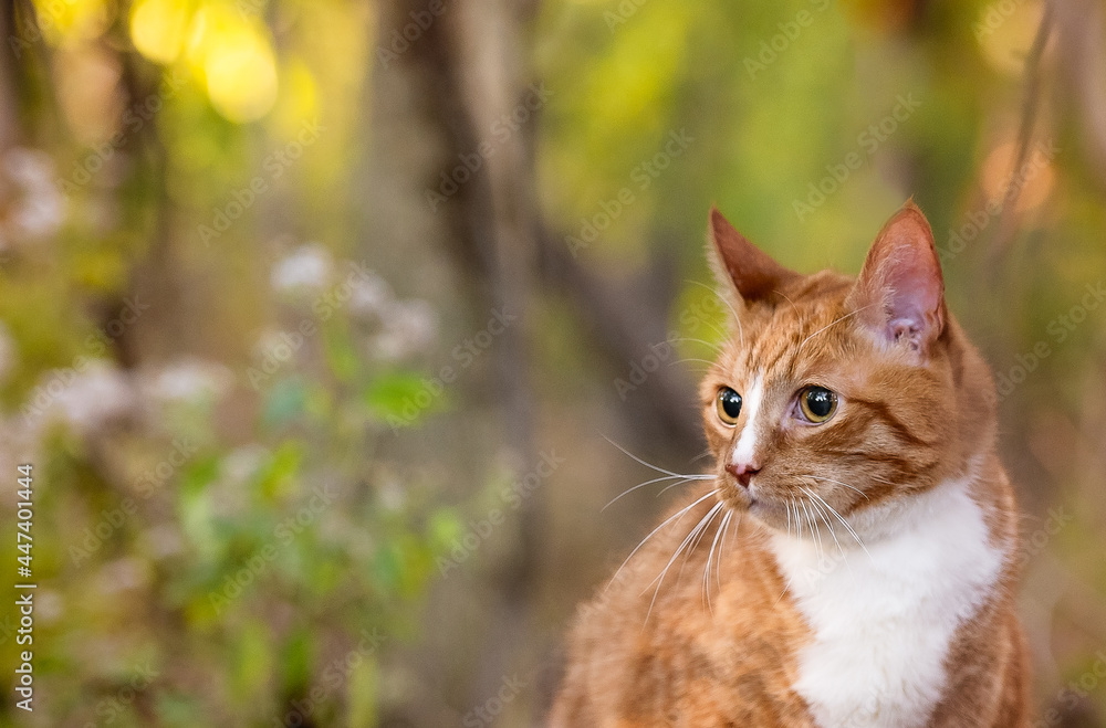 one mixed breed cat posing for the camera on the grass with leaves and plants and trees in the background in the woods 