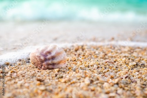 Seashell cockle on sand beach at coast with blur image of blue sea background. shore ocean pattaya thailand. for tourist relax vacation tropical travel nature summer holidays concept.