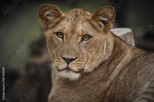 Berber lion