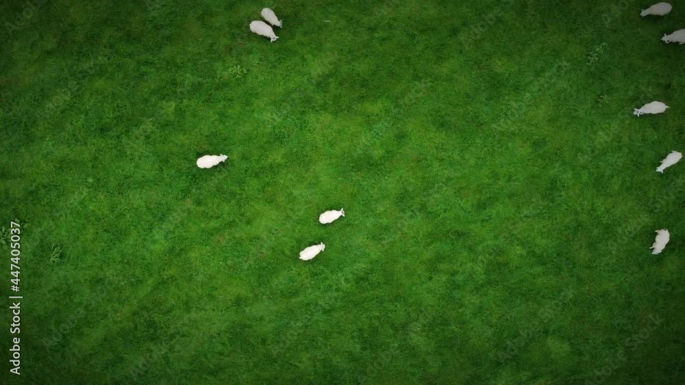 Aerial shot of a flock of sheep, top down moving left to right. Aerial shot of a flock of sheep, top down moving left to right.