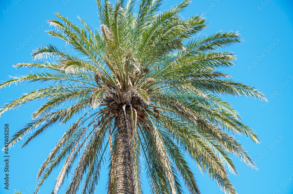 Palm tree on blue sky background. Natural background for summer holidays, place for text