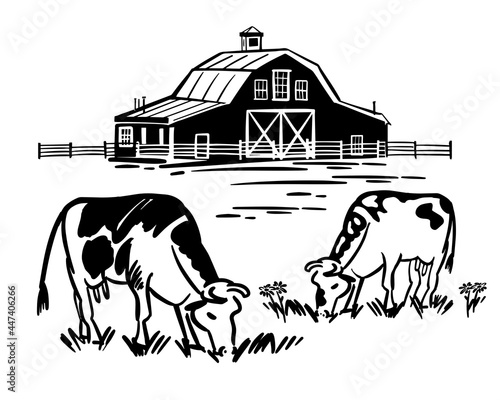 Cows graze eating grass in meadow. Handmade ranch in black and white outline. Vector illustration of building with fence in countryside.