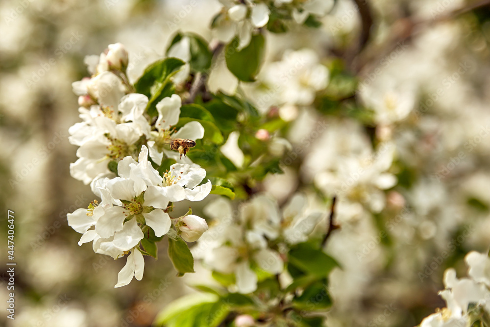 Bees next to blossom white apple tree in spring Bees next to blossom white apple tree in spring