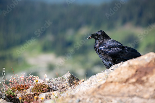Raven in Whistler Mountain alpine
