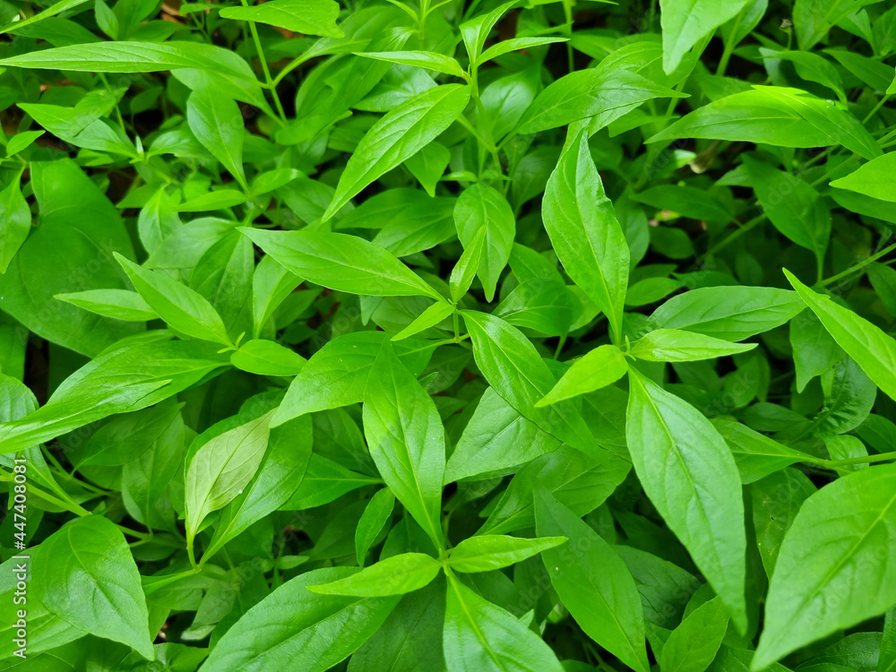 Antiviral medicinal plants Andrographis paniculata Antiviral medicinal plants Andrographis paniculata