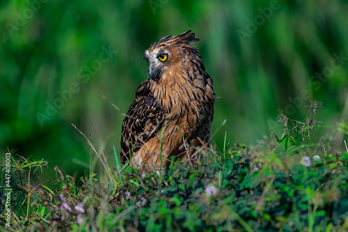 Barred Eagle-Owl or Bubo Sumatranus (scientific name) is enjoying morning sunshine at  green savanna with weeds bokeh background.