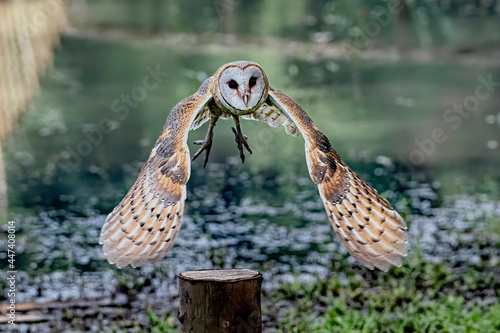 This White Barn Owl with scientific name of Tyto Alba is flying to catch its prey with lake view bokeh background.
