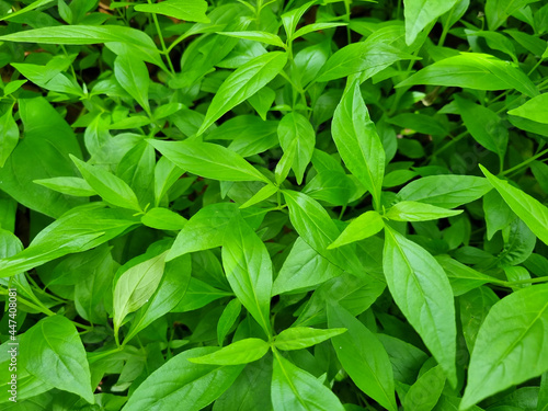 Wallpaper Mural Antiviral medicinal plants Andrographis paniculata Torontodigital.ca
