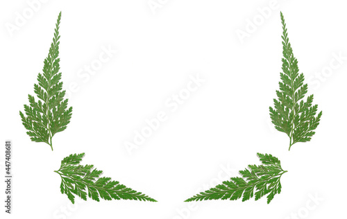 Green Fern Leaves Isolated on White Background