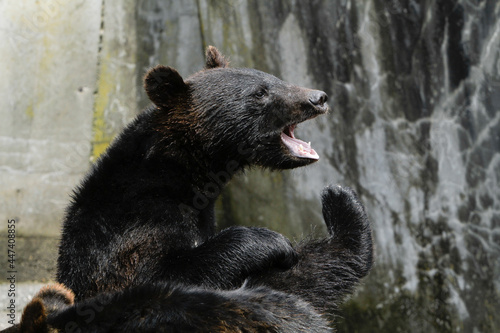 Okuhida, Nagano, Japan, 2021-26-07 , Black bears at the Okuhida zoo where tourists can see over a hundred japanese black bears. photo