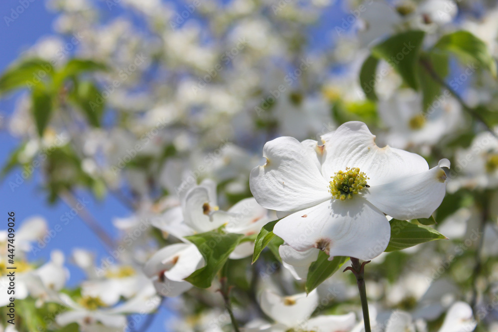 Fototapeta premium White Dogwood Tree in full bloom at Easter