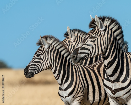 zebras looking across a plane 