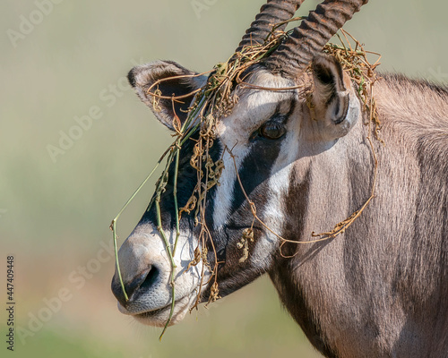 Photography oryx with grass on its head