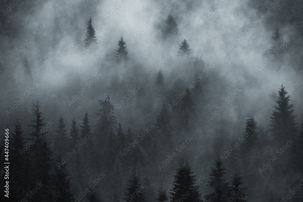Scenic forest foggy background