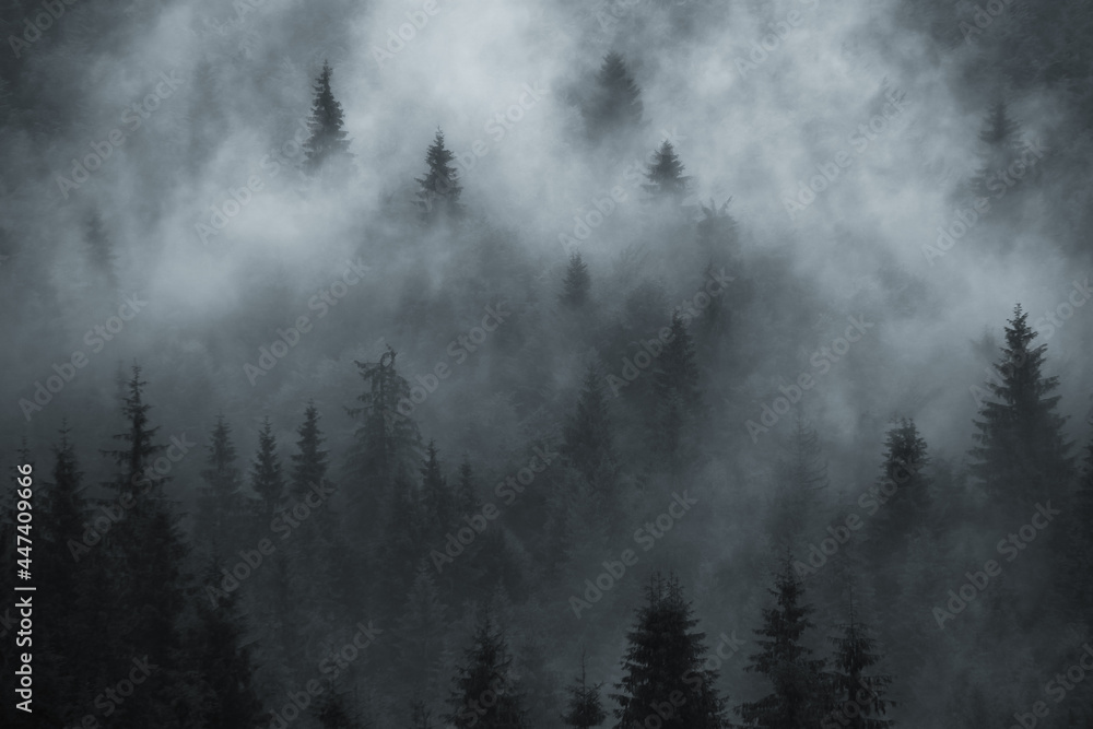 Scenic forest foggy background Scenic forest foggy background