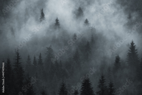 Scenic forest foggy background © lalala34