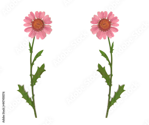 Dried Pink Flowers Isolated on White Background