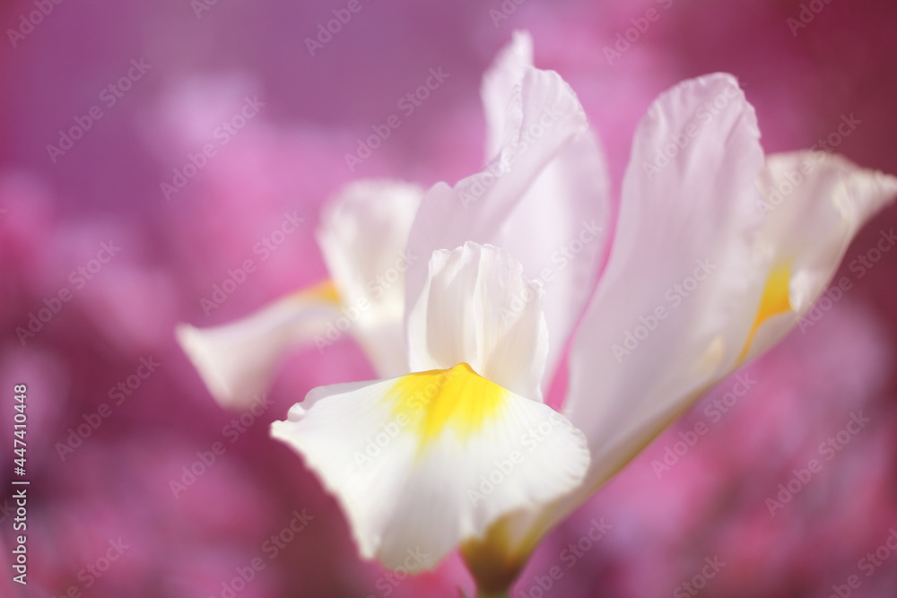White Iris in Springtime garden With Pink Bokeh,