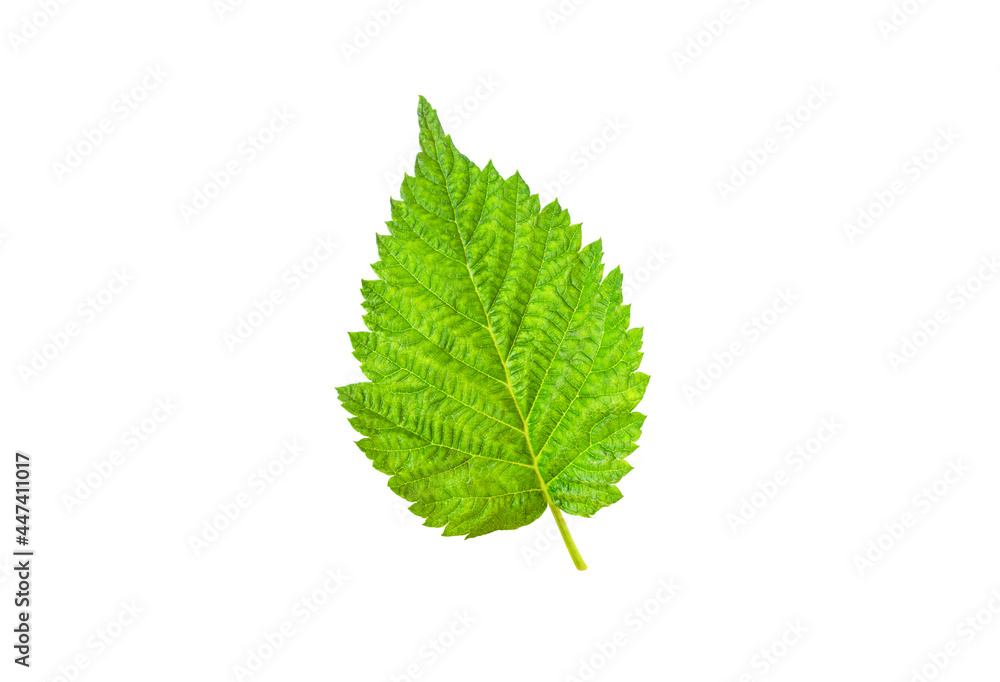 Raspberry green leaf isolated on white background Raspberry green leaf isolated on white background