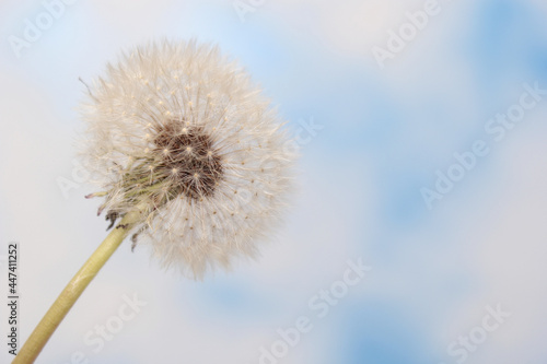 Dandelion Flower Seed Head With Blue Sky Background