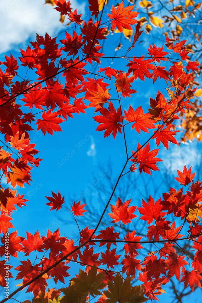 red autumn maple leaves against sky
