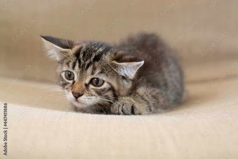 A striped chocolate brown two-month-old kitten sits on an armchair and looks at something intently. Horizontal photo. Beautiful black striped kitty.