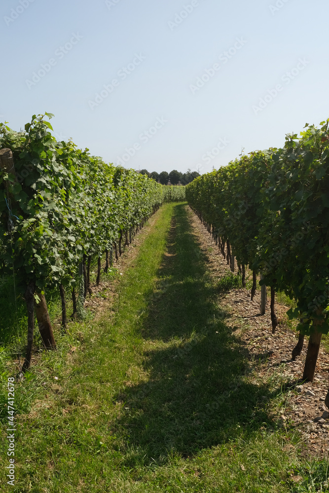 green rows of vineyards, pattern. Winemaking. Background
