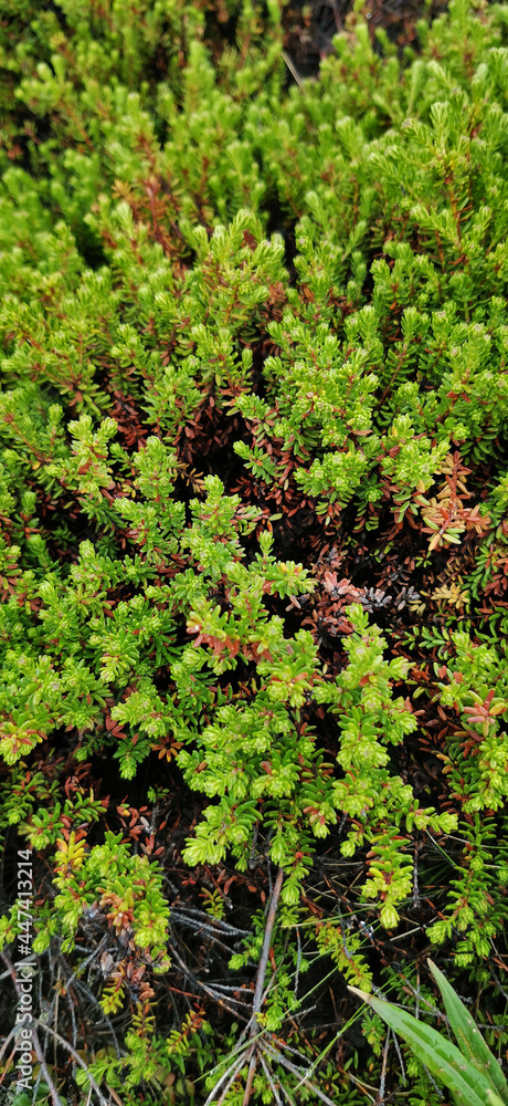 Background of crowberry thickets in coniferous leaves resembling needles. Medicinal plant. Healthy eating and alternative medicine concept
