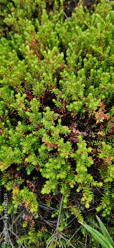 Background of crowberry thickets in coniferous leaves resembling needles. Medicinal plant. Healthy eating and alternative medicine concept