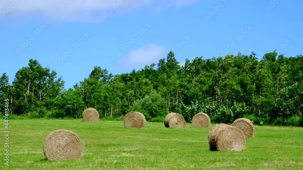 バッカンロール干し草 バッカンロール干し草