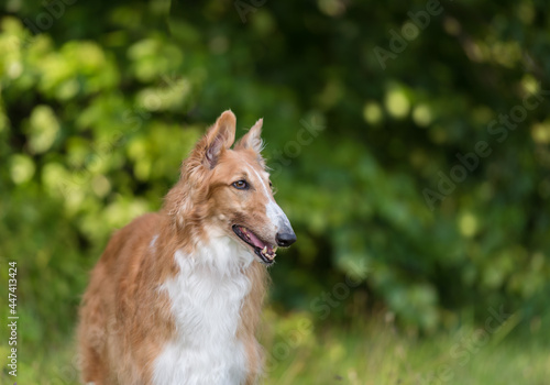 one white and brown borzoi dog on the green grass in the park 