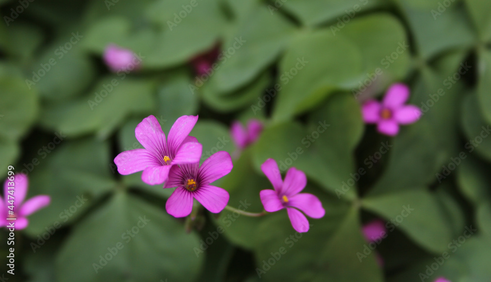 Oxalis Wood Sorrel With Pink Flowers Shallow DOF Oxalis Wood Sorrel With Pink Flowers Shallow DOF