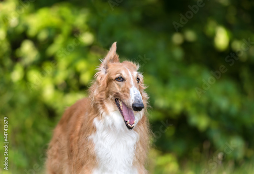 one white and brown borzoi dog on the green grass in the park 