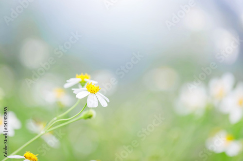 Camomile Spring flower background Beautiful meadow.flowers field wide background in sun light. © AungMyo