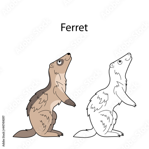Funny cute animal ferret isolated on white background. Linear, contour, black and white and colored version. Illustration can be used for coloring book and pictures for children
