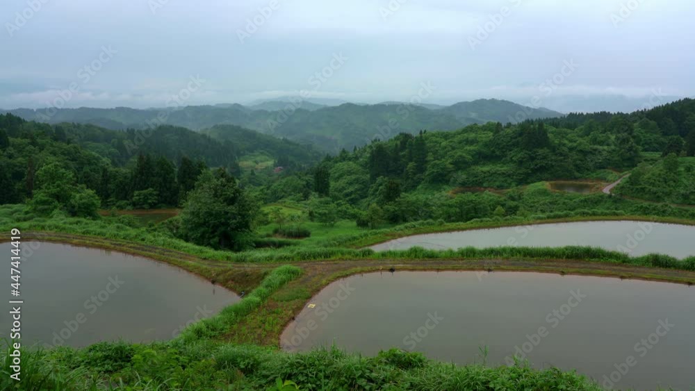 雨が降る水田 雨が降る水田