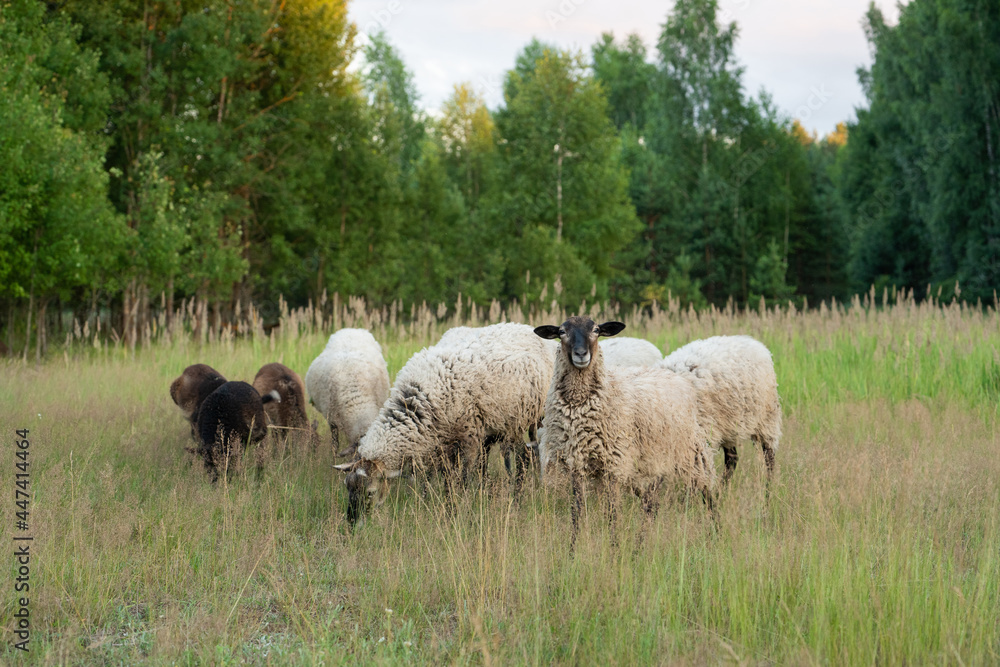 Obraz premium a flock of sheep in a field