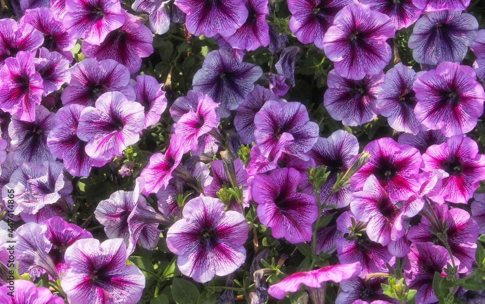Purple and Pink Petunias in bright sunlight Purple and Pink Petunias in bright sunlight