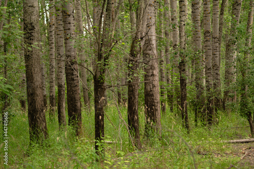 birch forest in spring