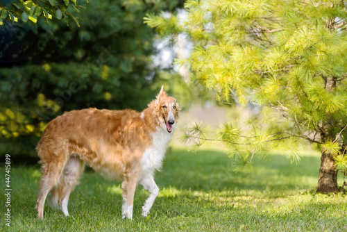 one white and brown borzoi dog on the green grass in the park  © Alessandra Sawick