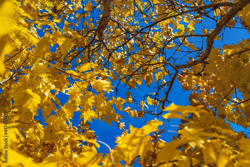 yellow maple autumn leaves on blue sky background