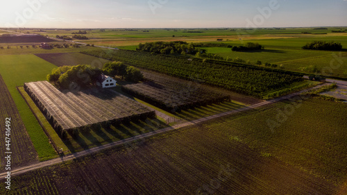 Ripe apples in an orchard ready for harvesting
