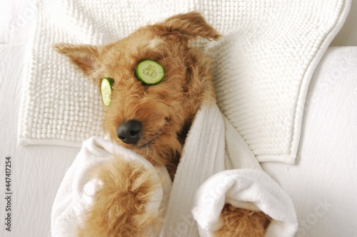 Cute airedale terrier dog enjoying spa day in face mask cucumber patches  photo