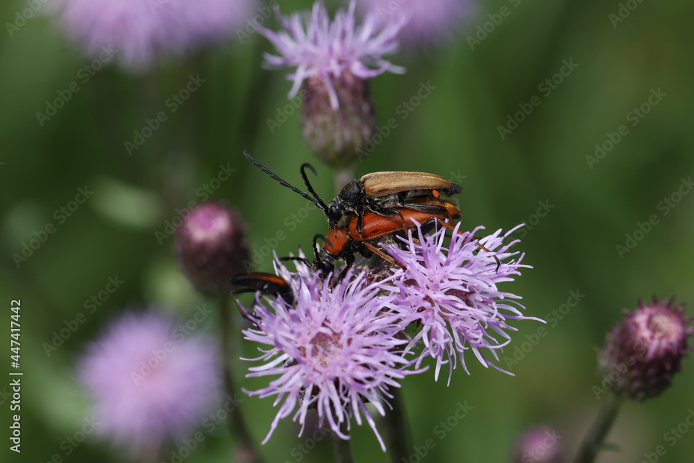 Mating pair of Leptura Melanura, macro photo Mating pair of Leptura Melanura, macro photo