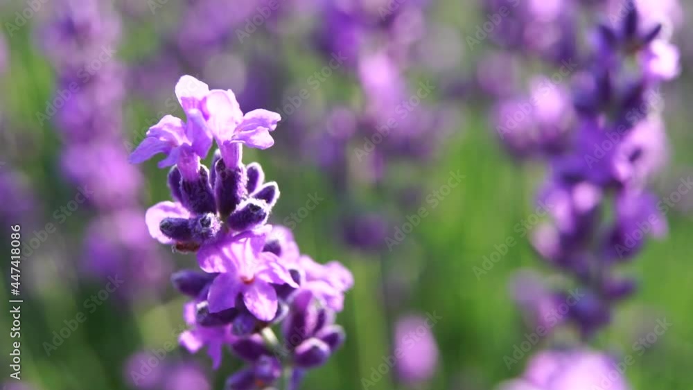 Blooming lavender in a field at sunset. Provence, France. Close up. Selective focus. Slow motion. Lavender flower spring background with beautiful purple colors and bokeh lights. Blooming lavender in a field at sunset. Provence, France. Close up. Selective focus. Slow motion. Lavender flower spring background with beautiful purple colors and bokeh lights.